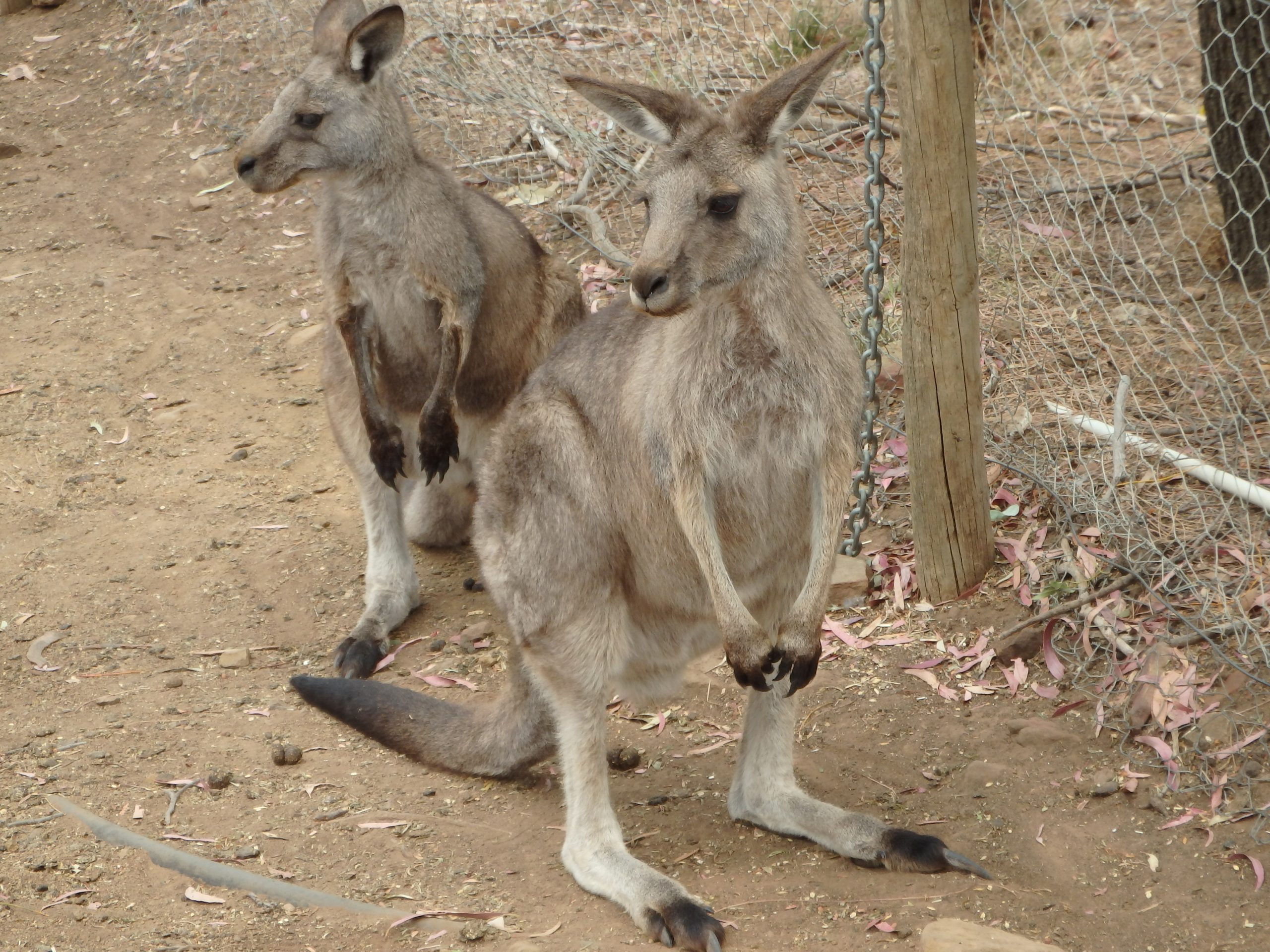 Tasmania