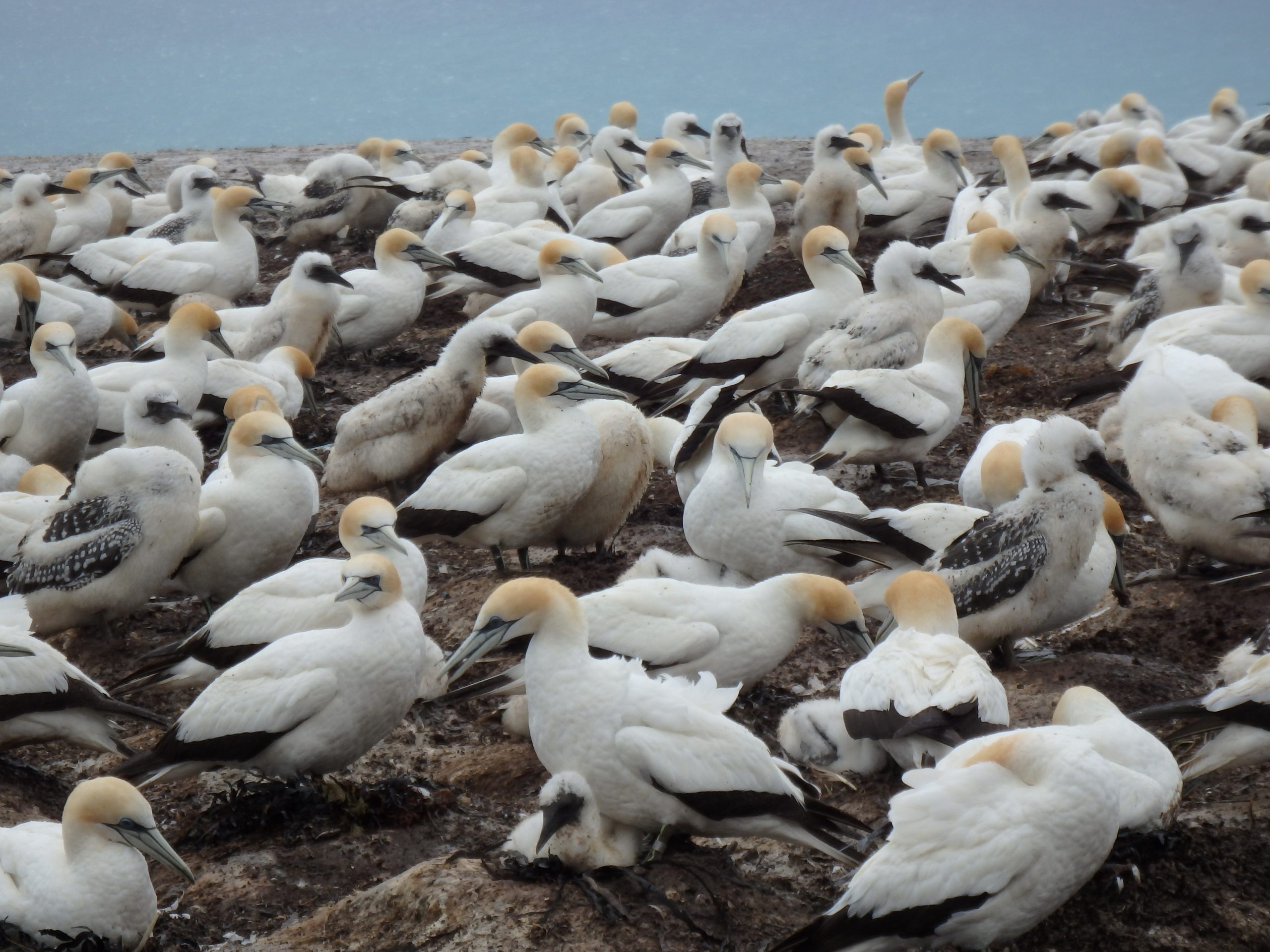 Cape Kidnappers