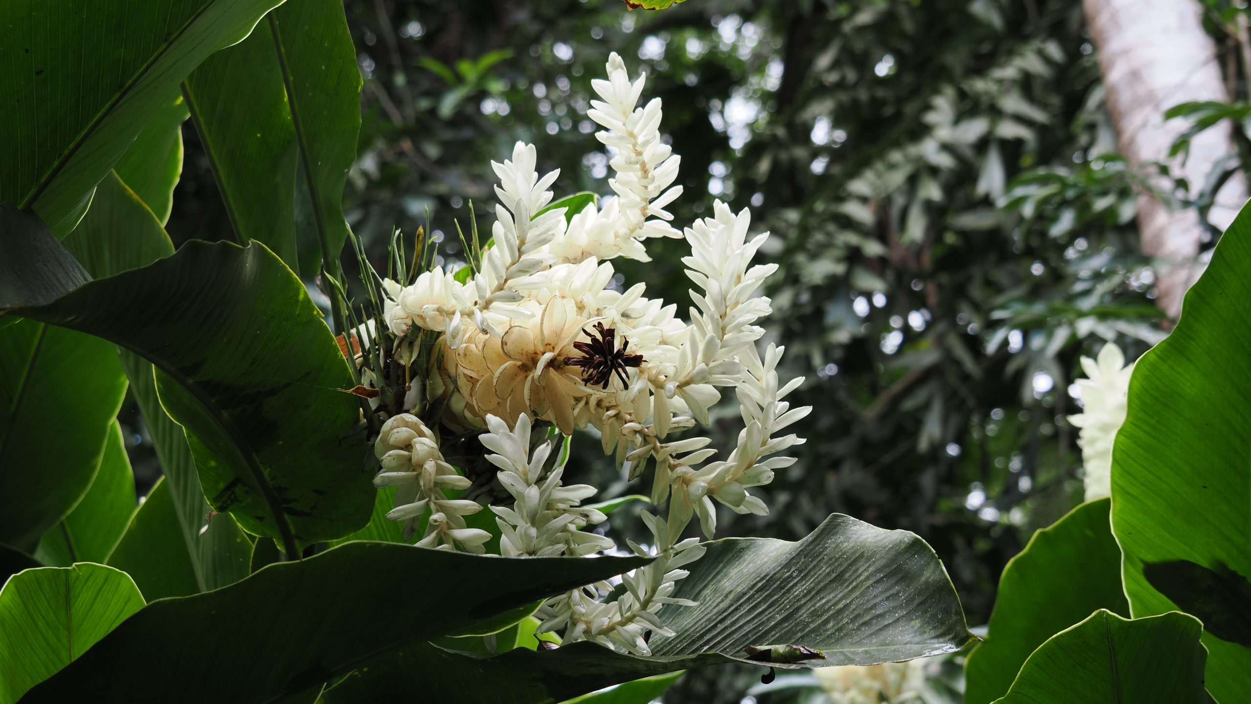 Diamond Botanical Gardens