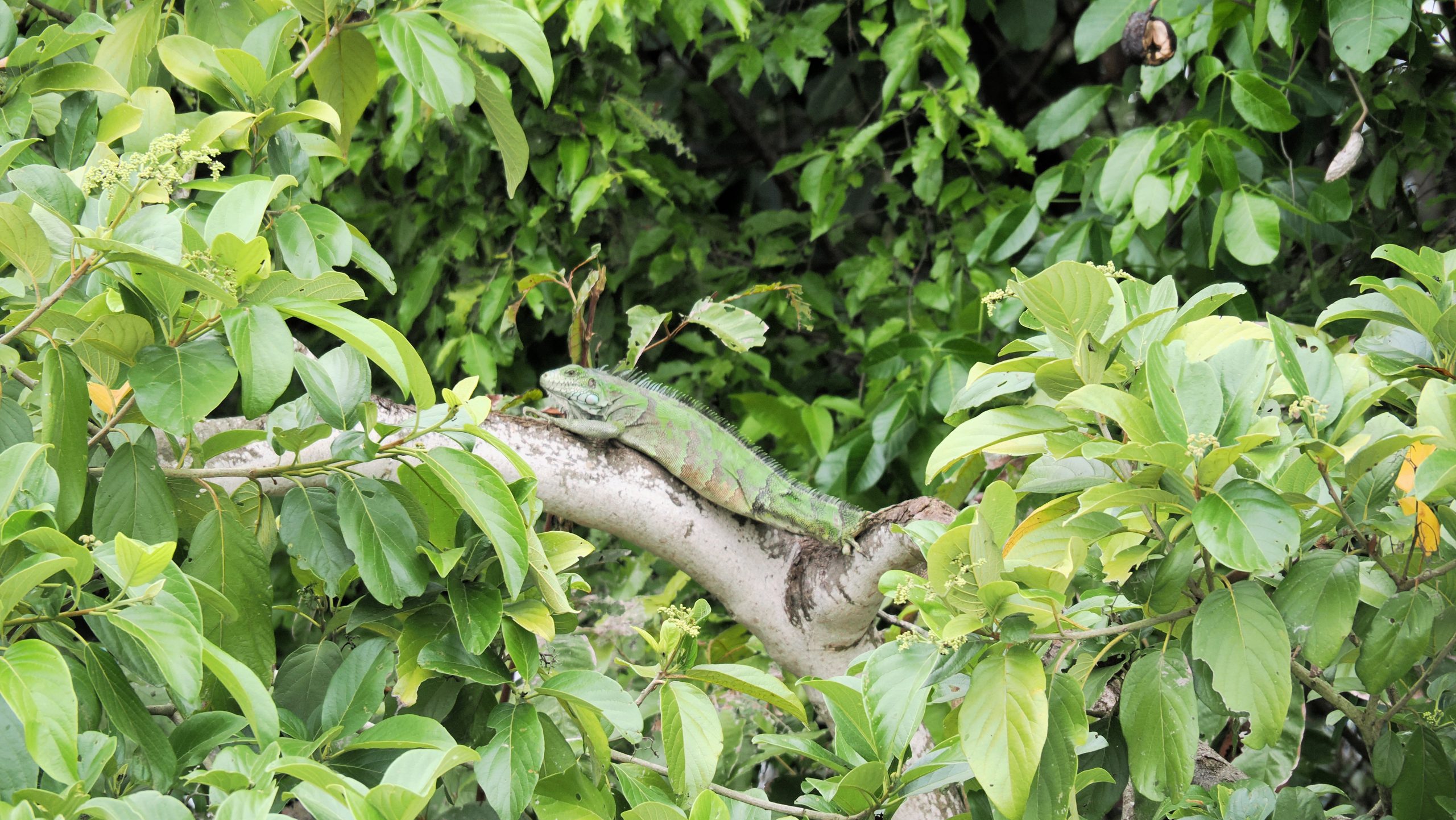 Parintins & Santarem