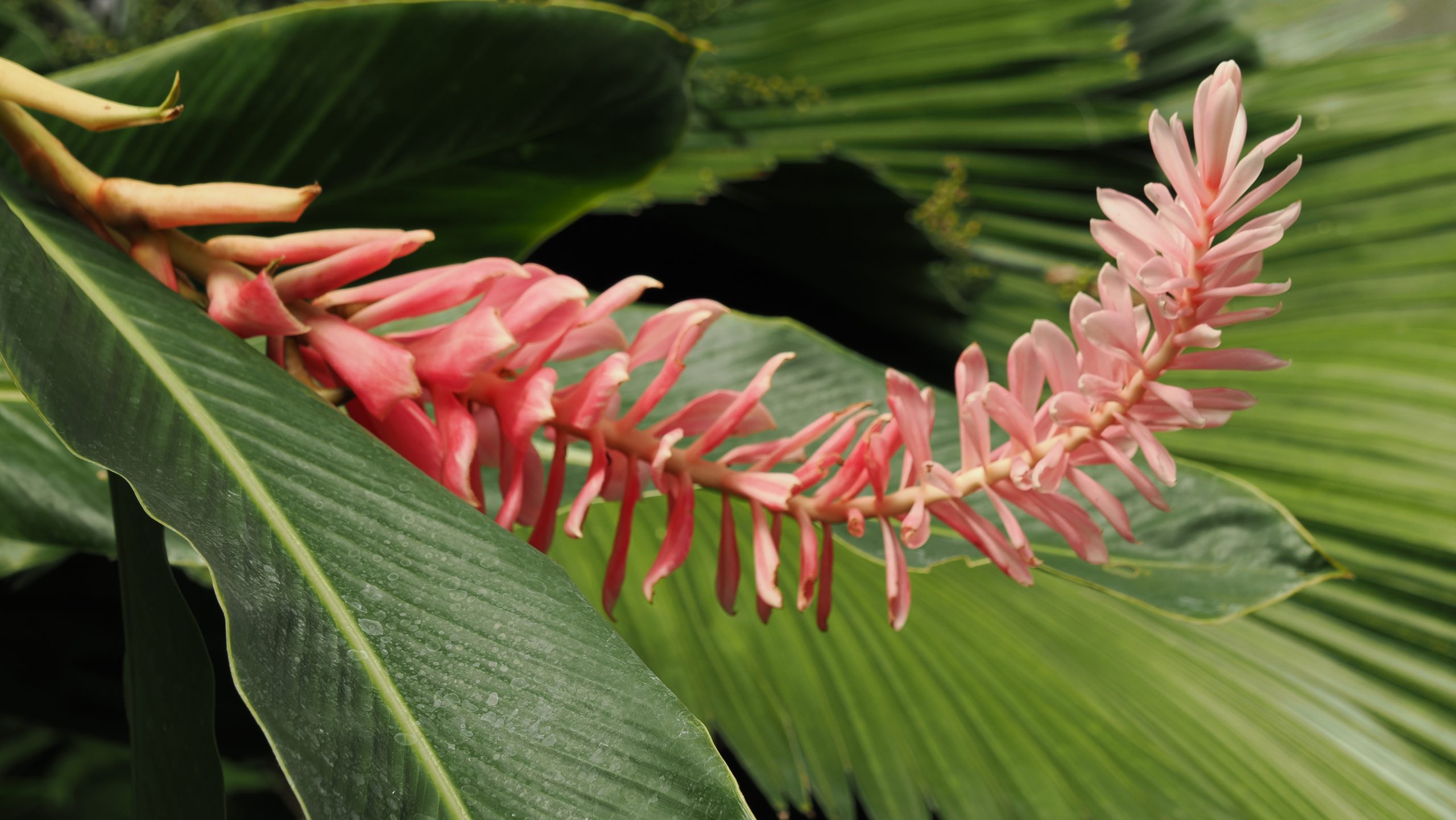 Carambola Botanical Gardens