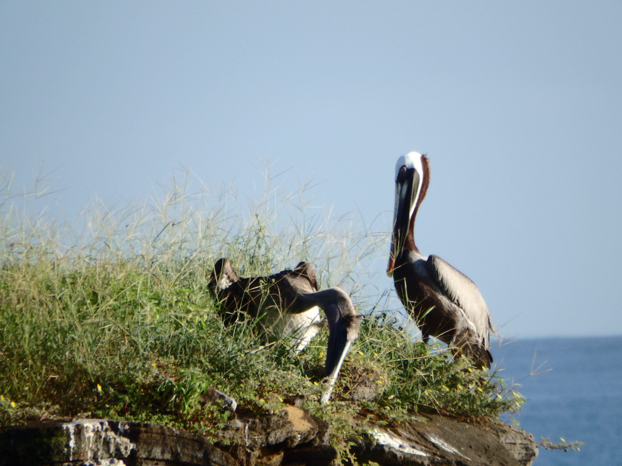 Santiago Island & Rabida - 1