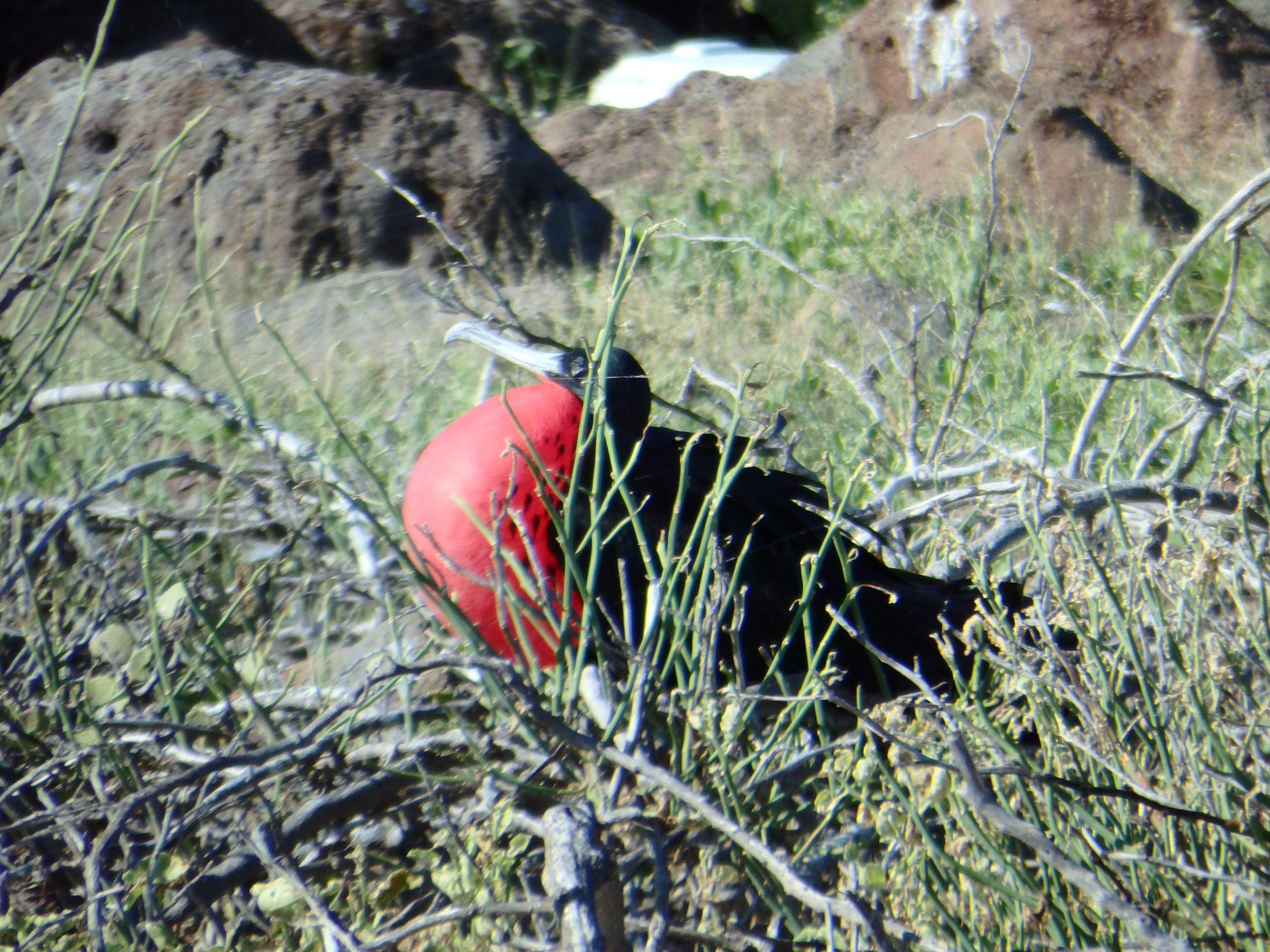 North Seymour Island: Las Bachas