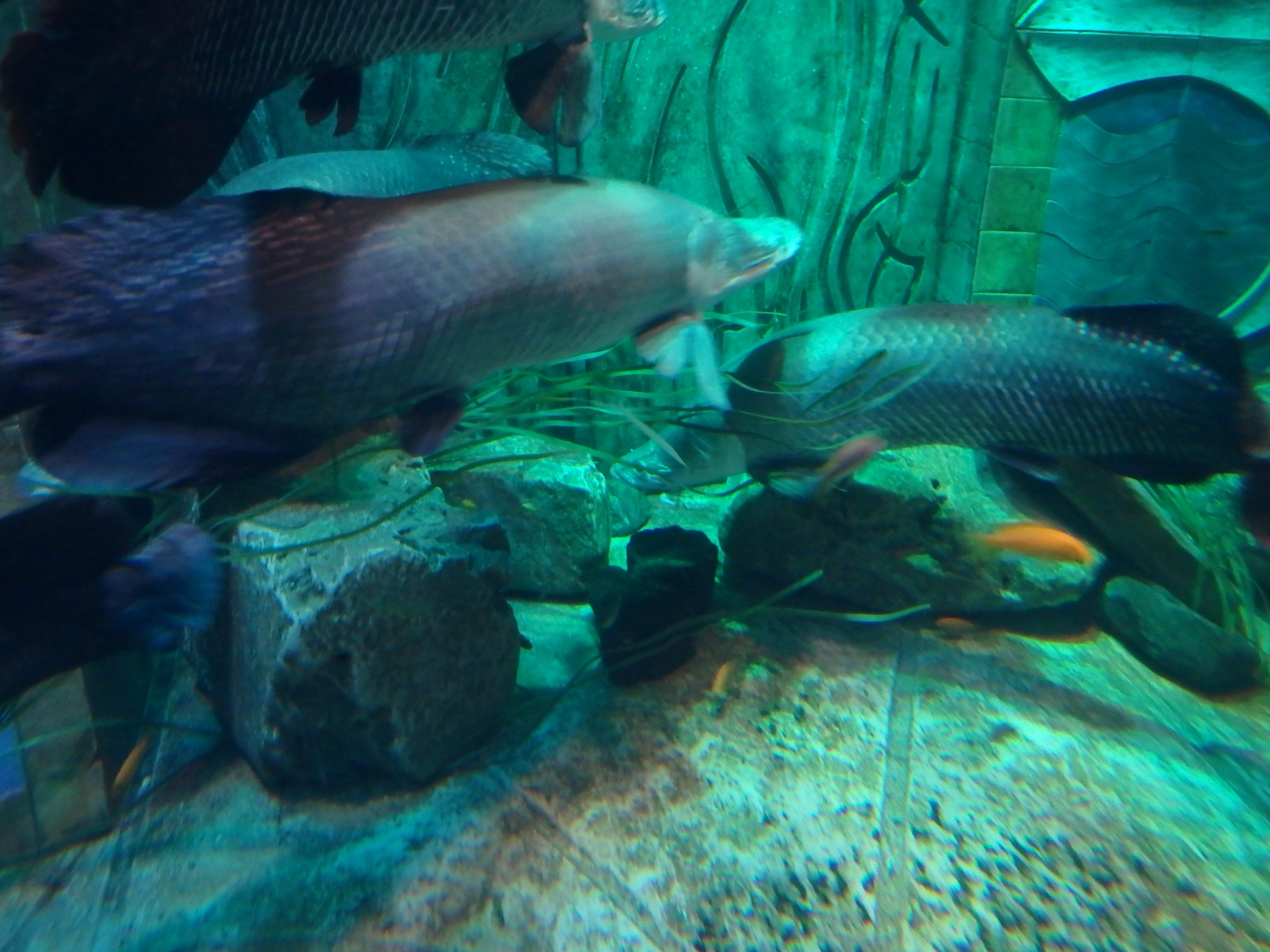 Dubai-3