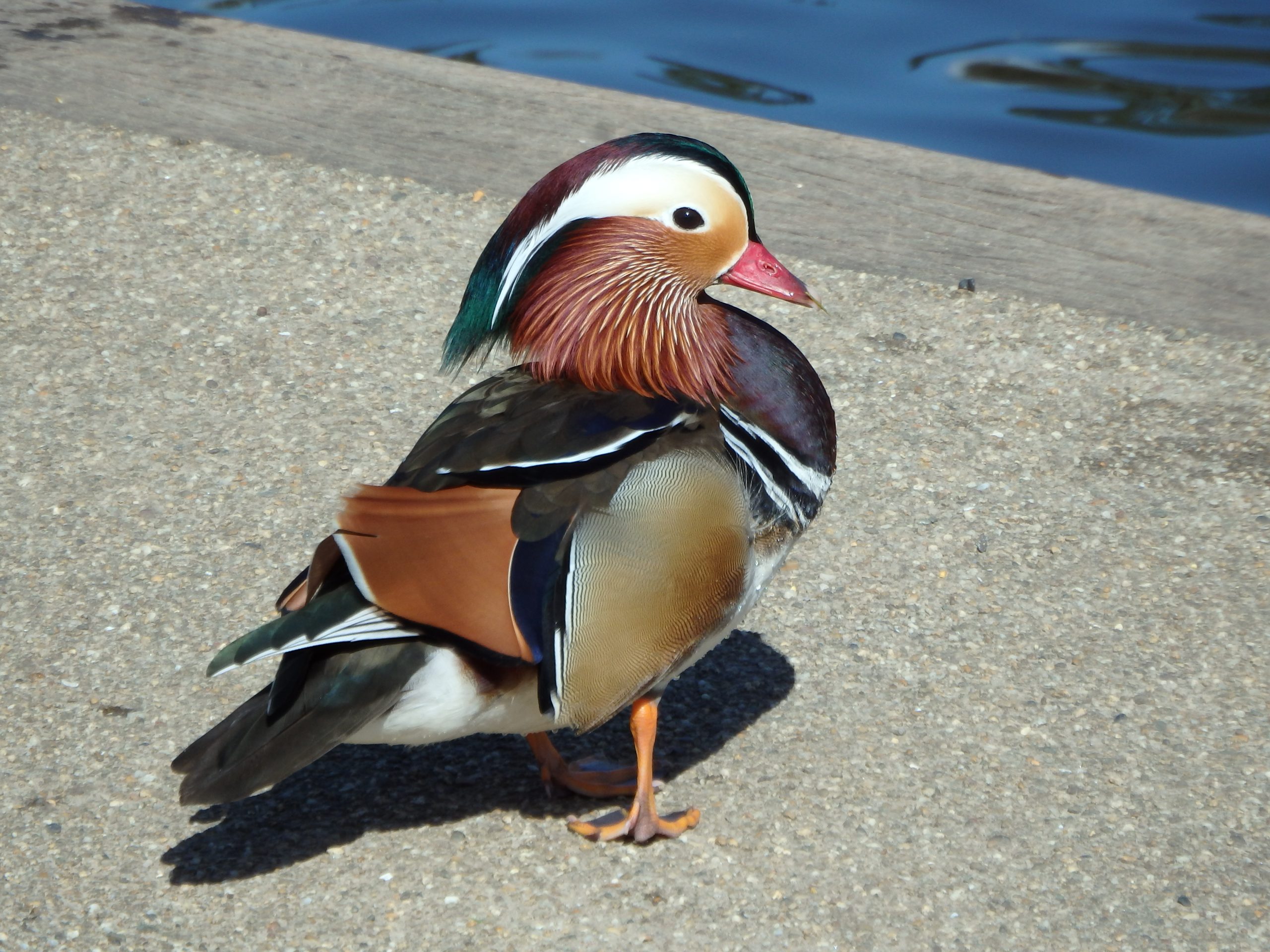 Great Windsor Park 2022