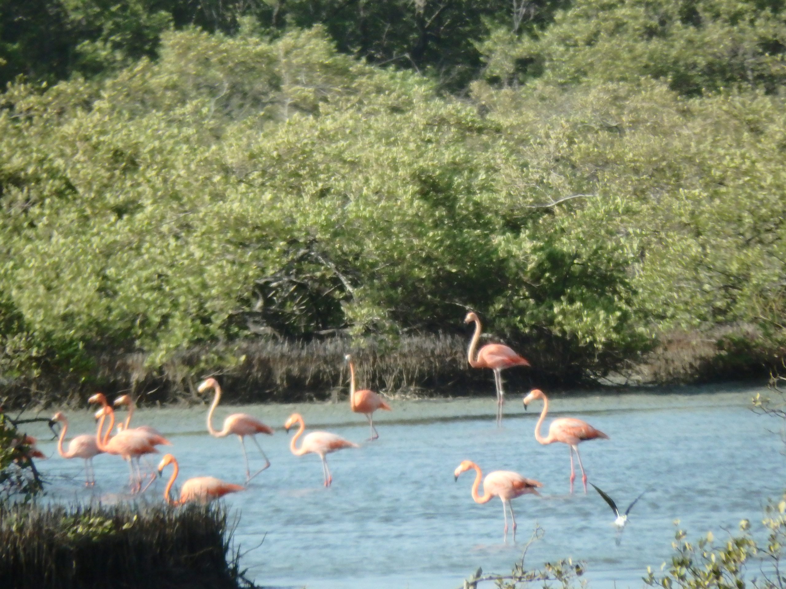 Bonaire