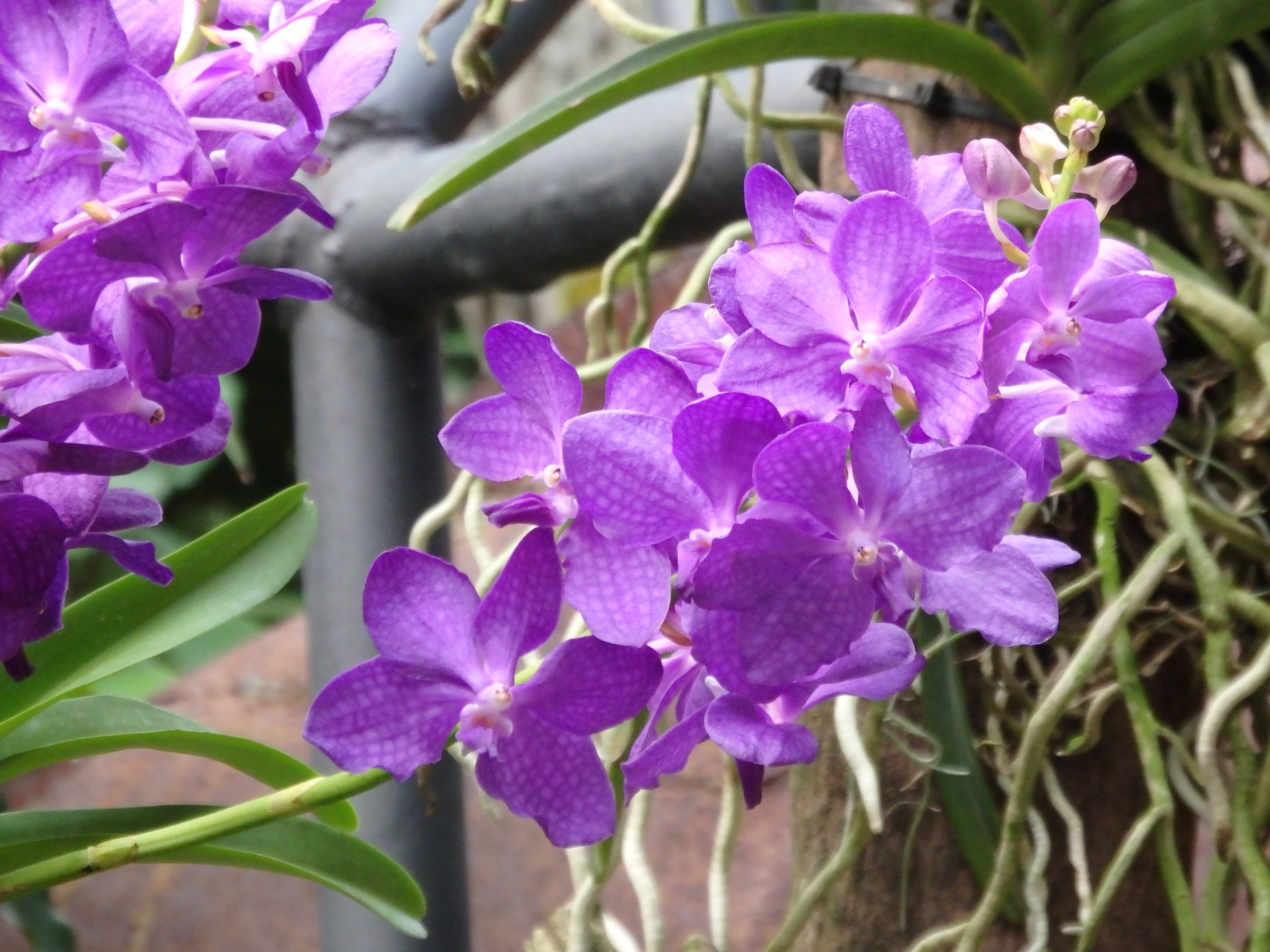 National Orchid Garden 2019