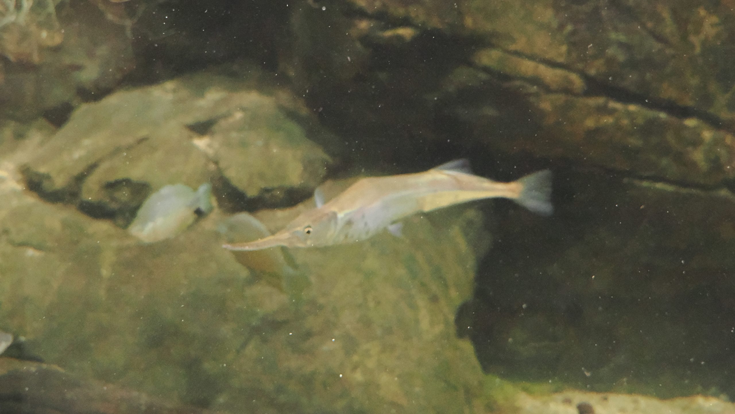 Darwin-1