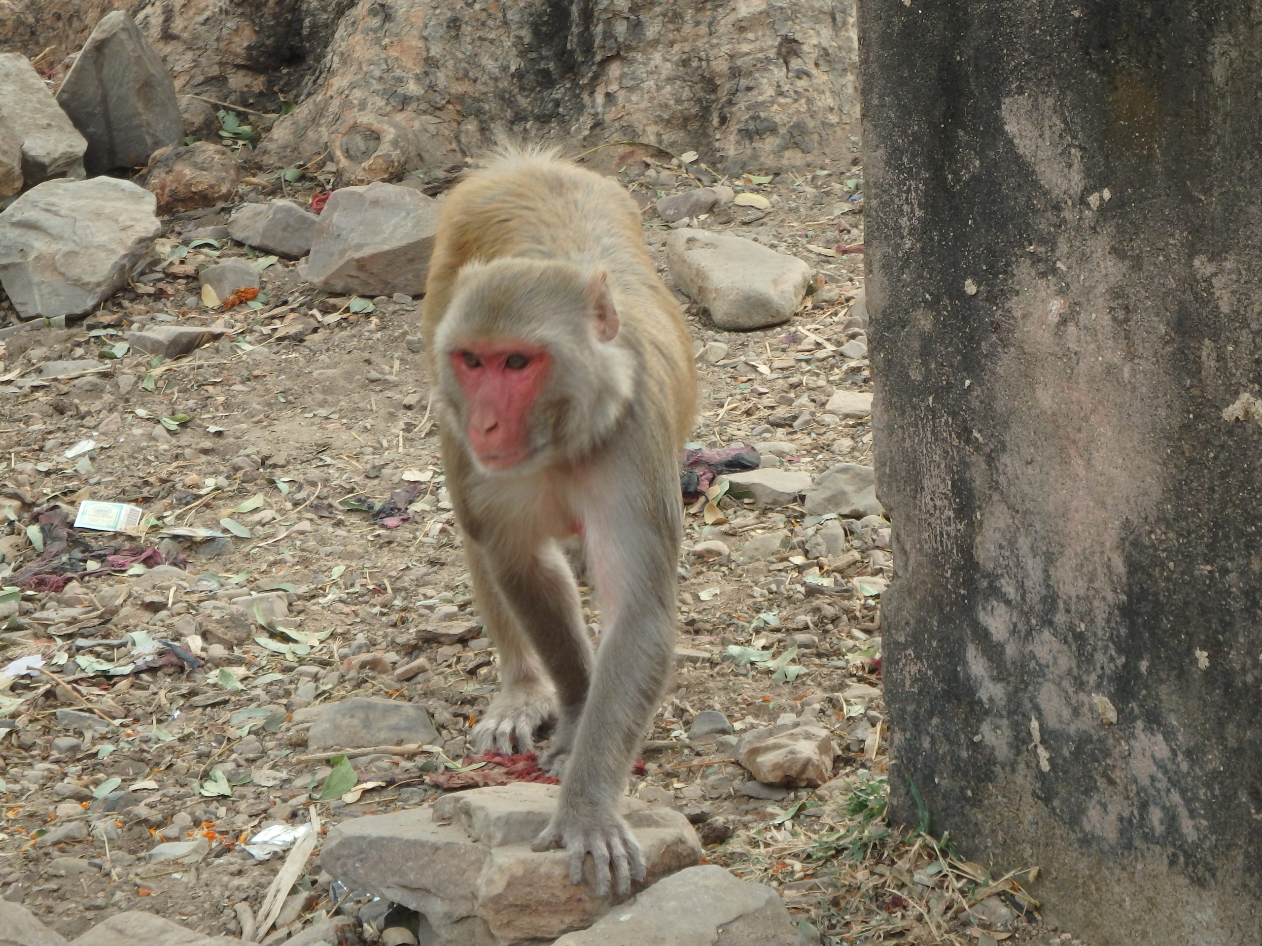 Bhangarh