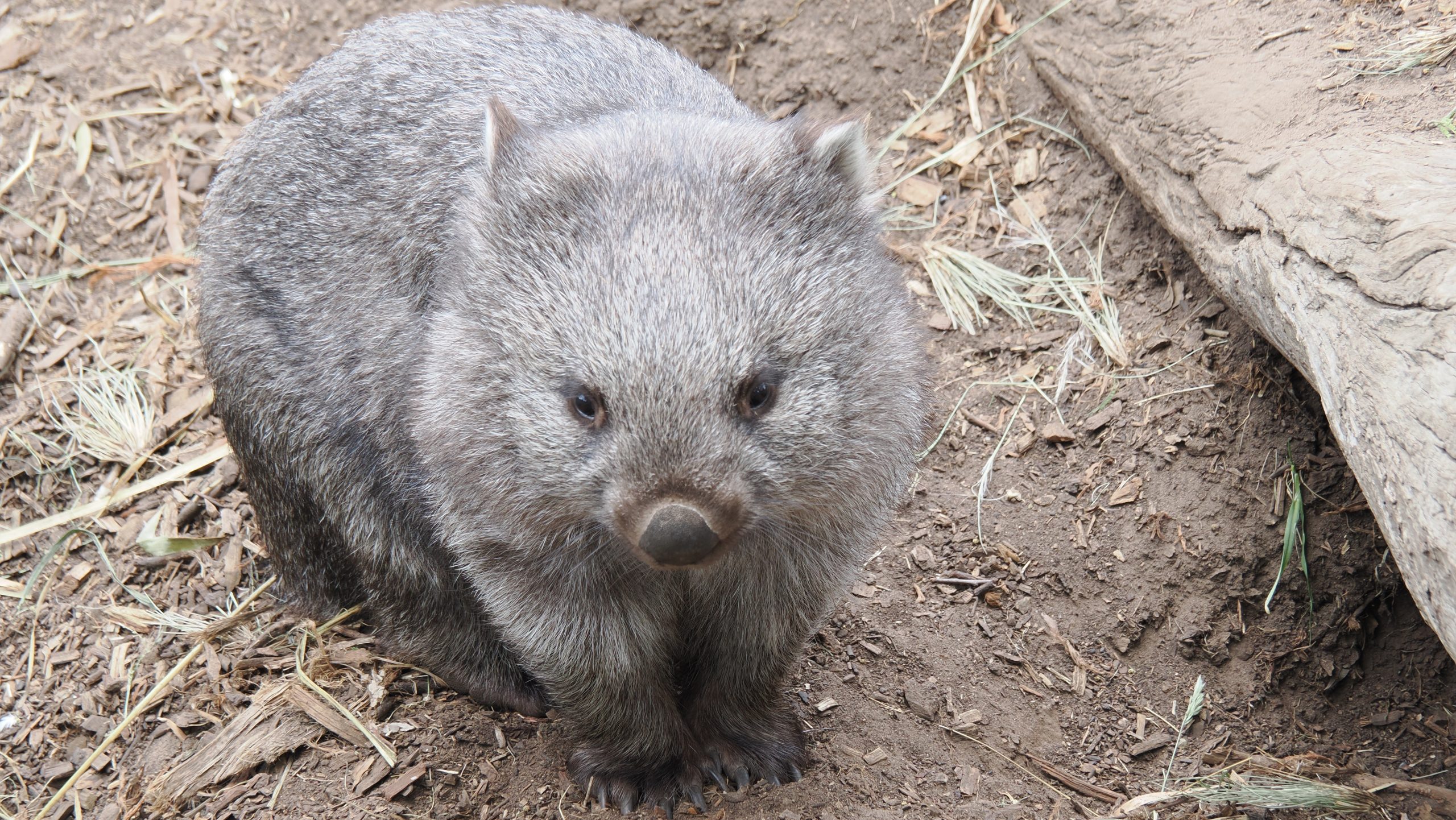Hobart-2