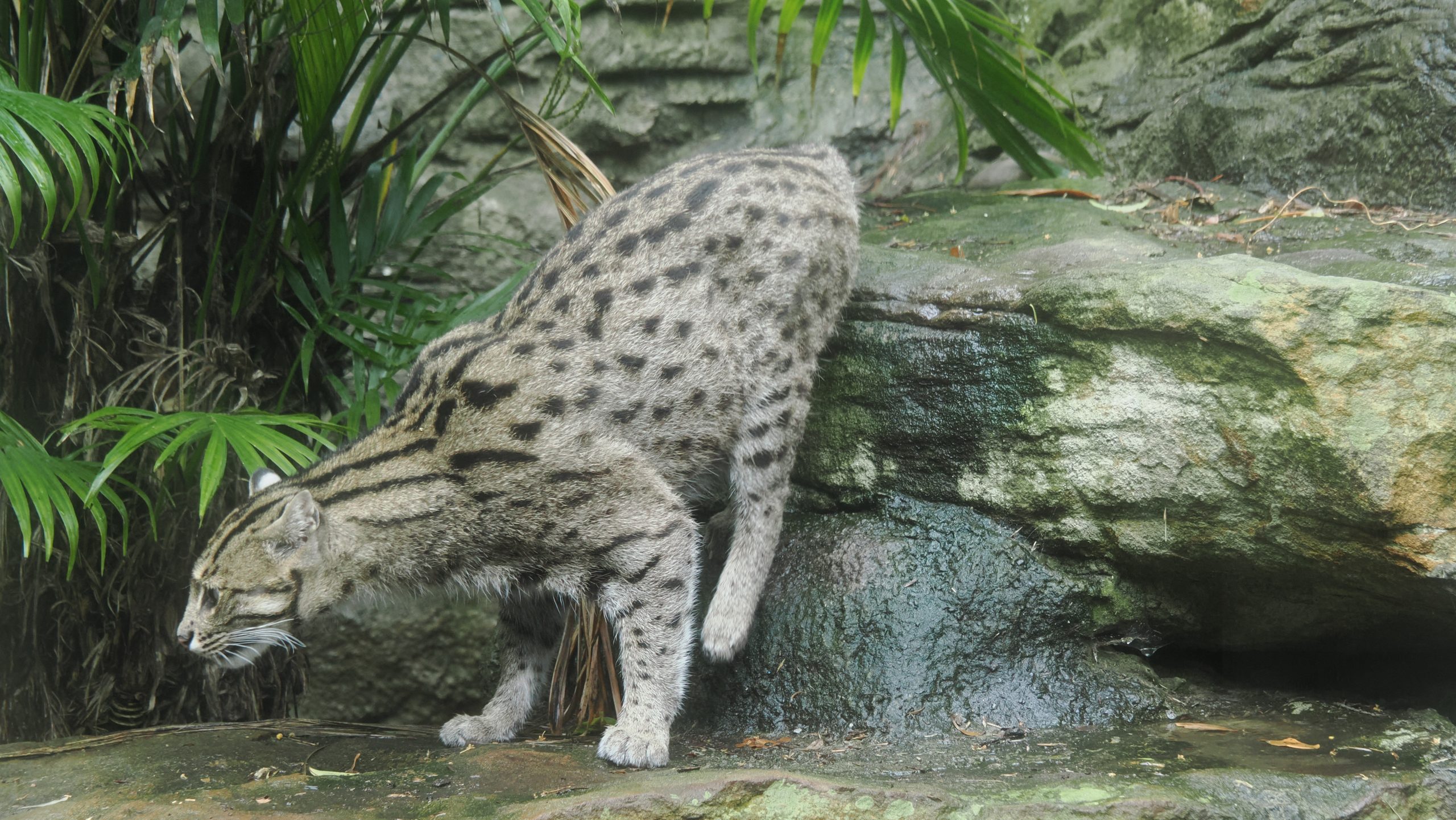 Sydney Zoo-1