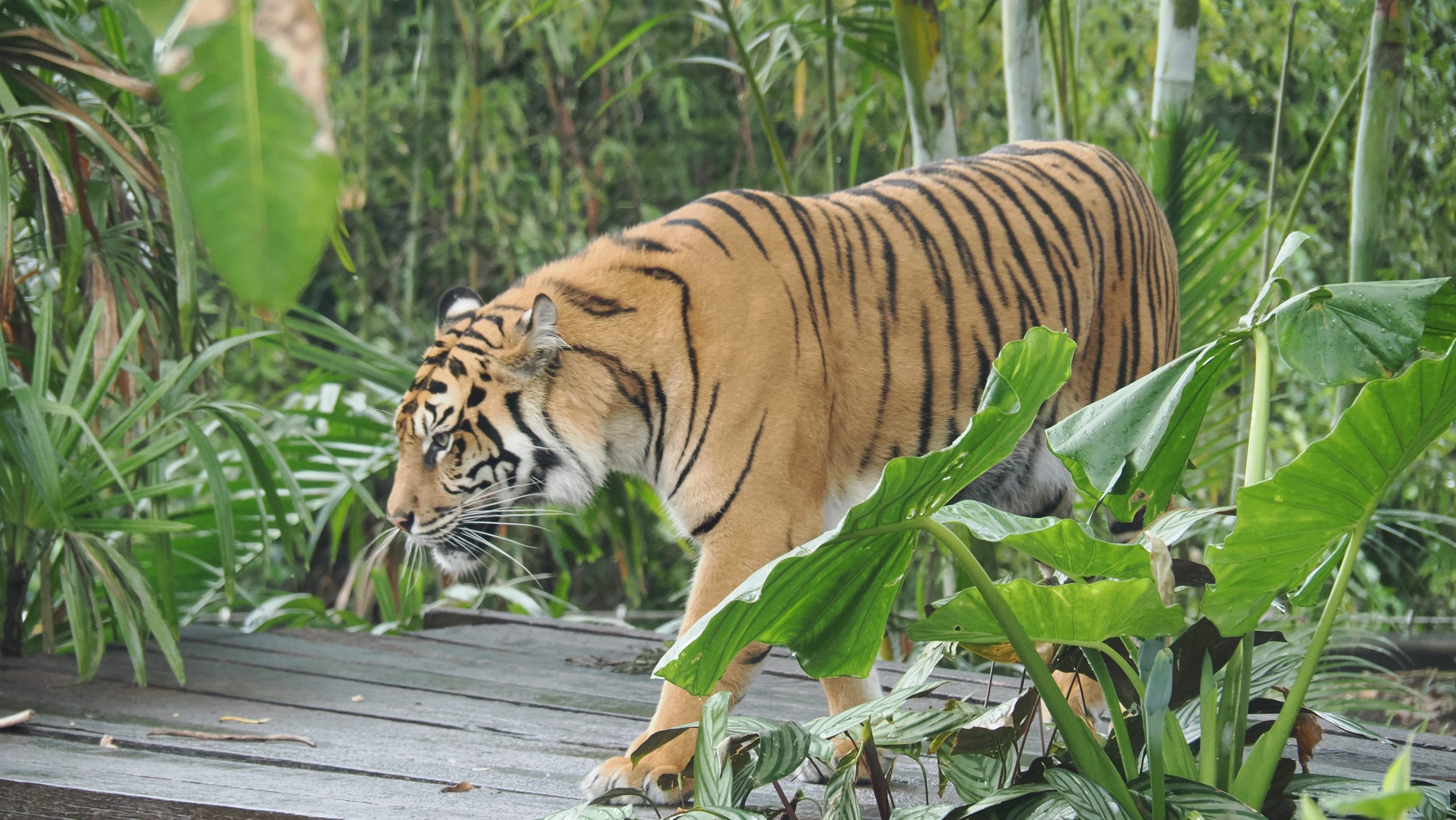 Sydney Zoo-2