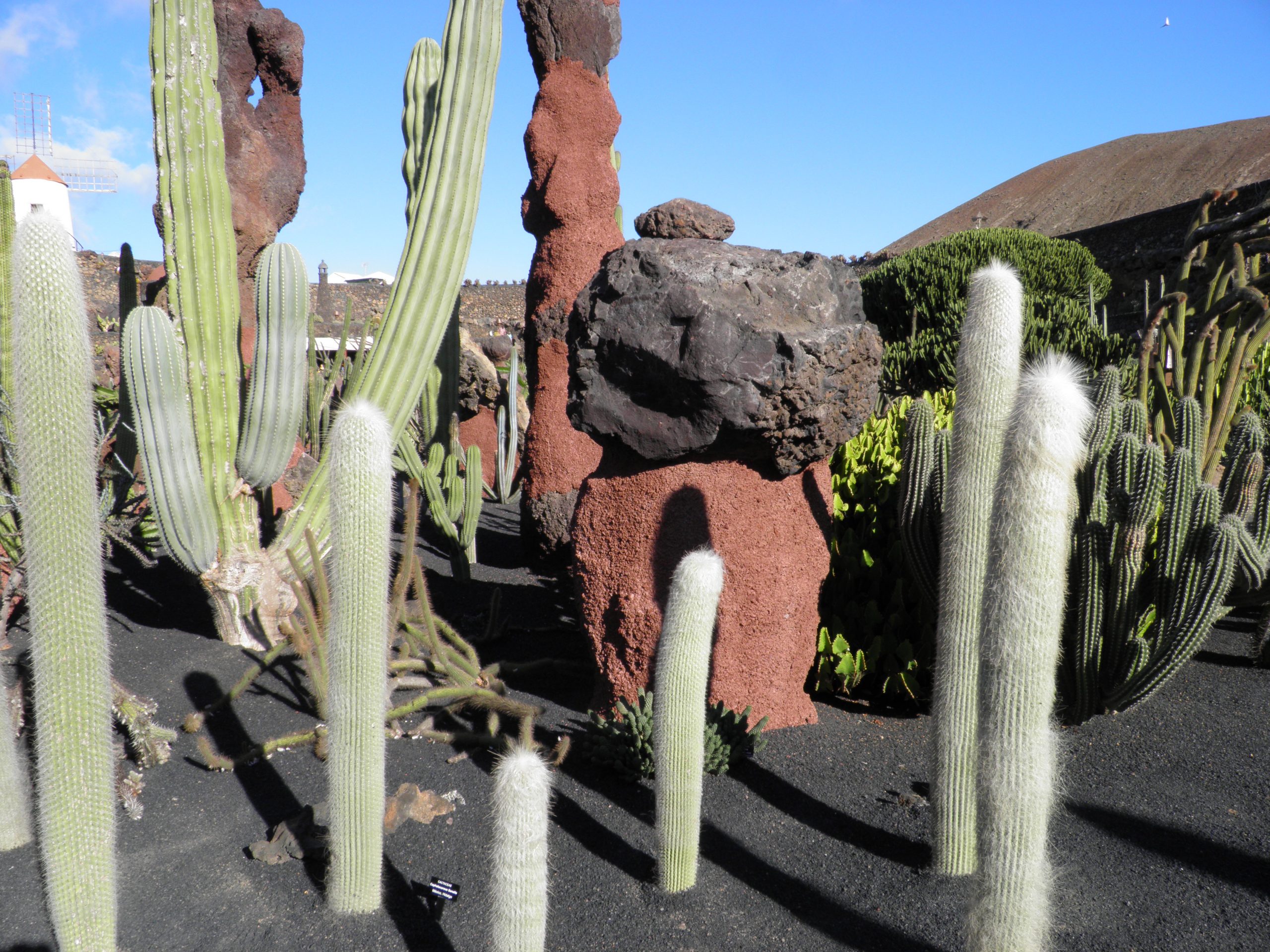 Cactus Garden - 1