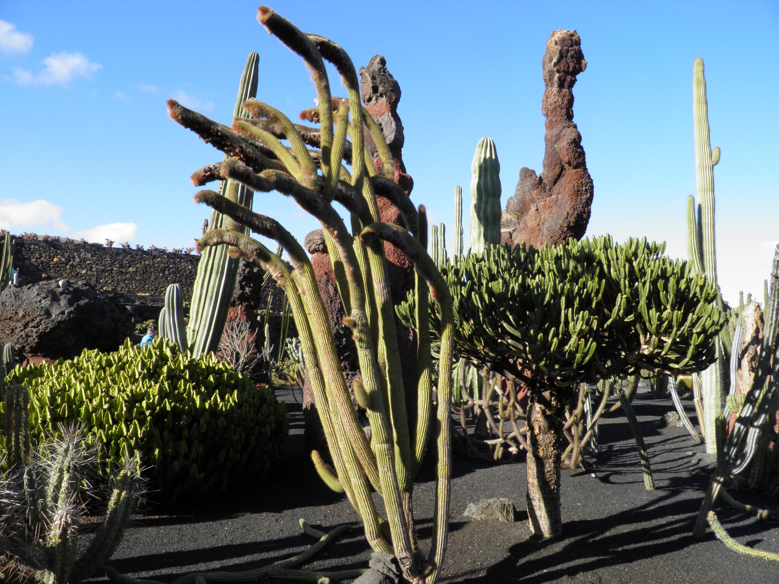 Cactus Garden - 2