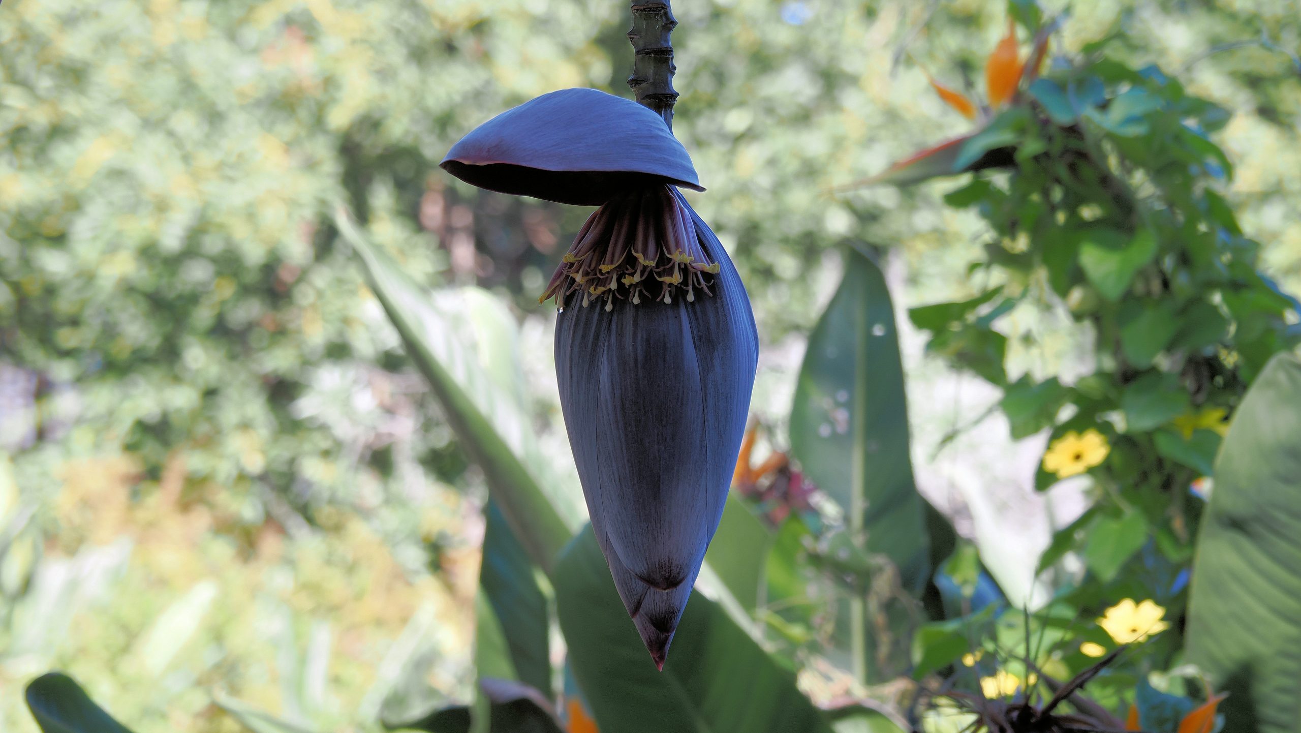 La Palma - 2