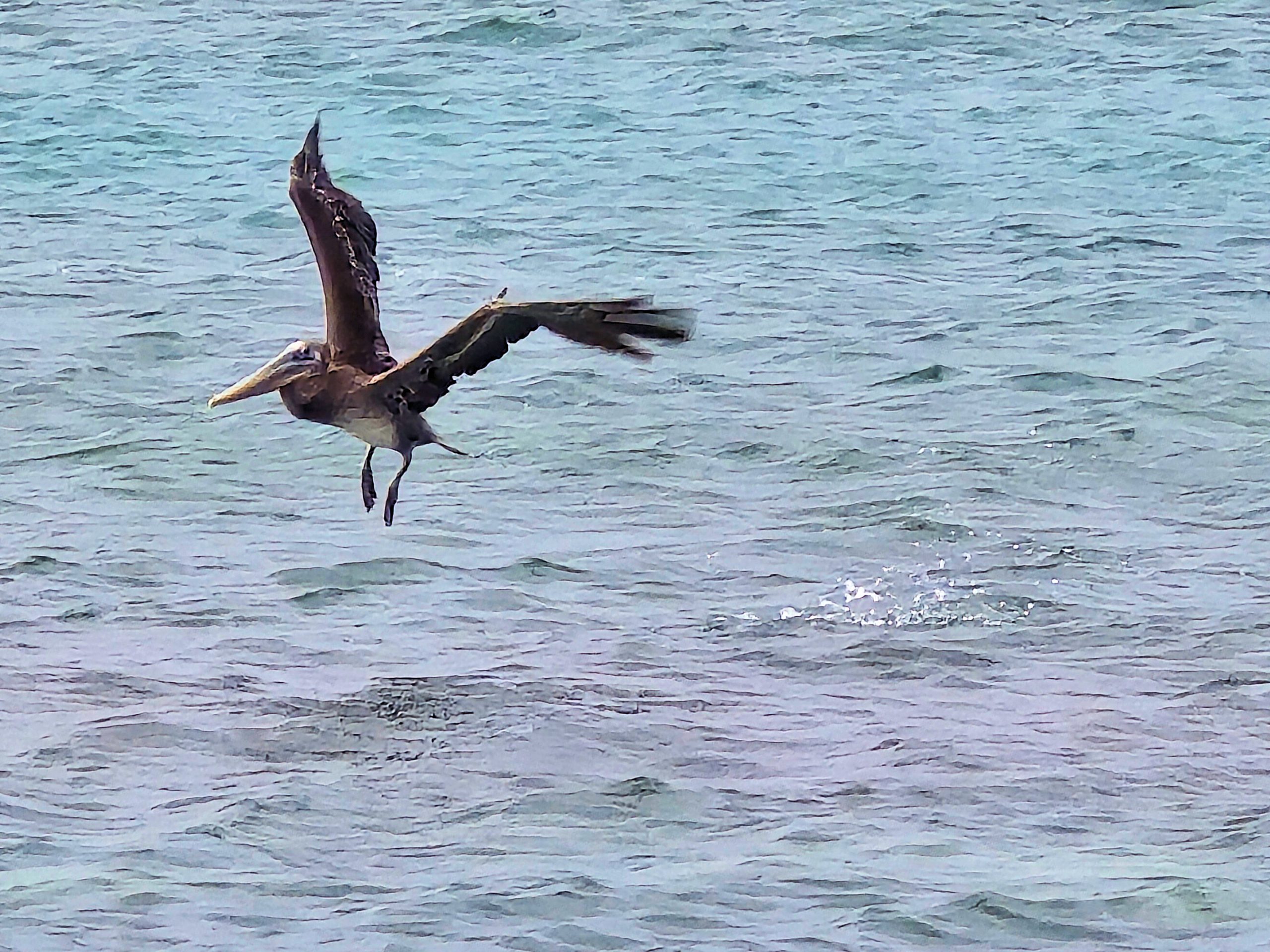 Pelicans - 2026