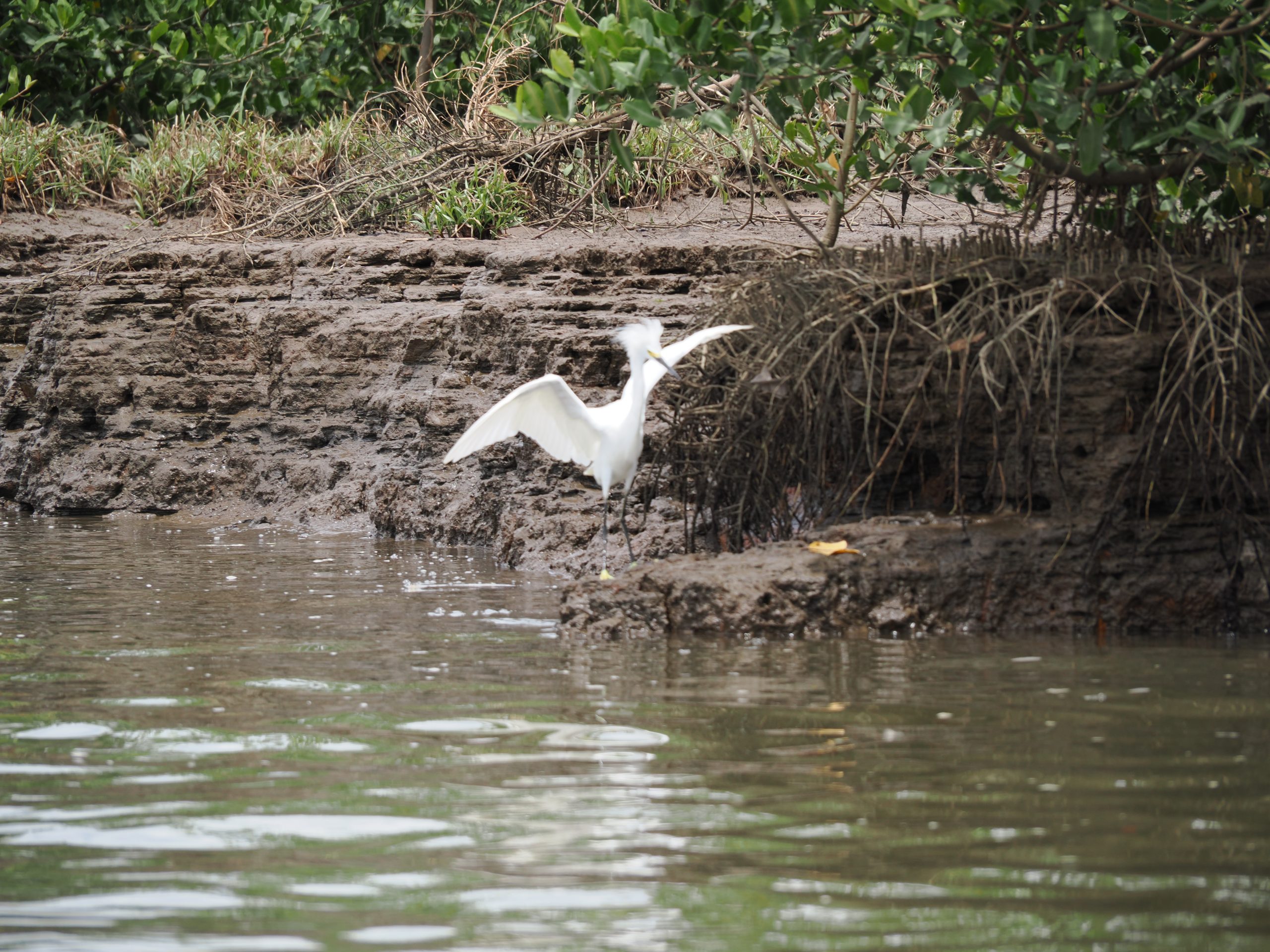 Puntarenas crocodiles